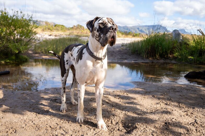 Cães de raças gigantes vivem menos e adoecem mais vezes, revela estudo