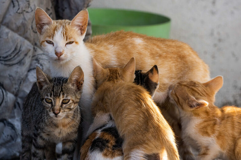 A rebentar pelas costuras. Centros de recolha animal acolheram mais de 40 mil cães e gatos em 2025