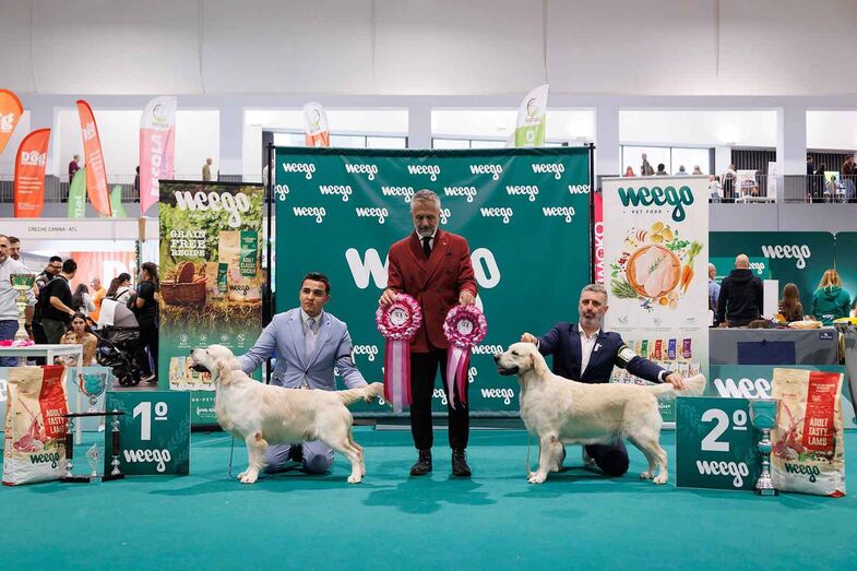 Cães, gatos e muita fofura! Expo Animal regressa a Braga em outubro