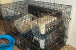 Animais encontrados subnutridos e vítimas de maus-tratos. GNR resgata quatro cães e nove gatos em condições míseras