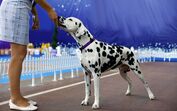 É fã de concursos caninos? O Algarve vai receber a 6.ª Exposição Canina Nacional