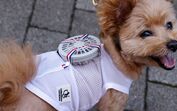 Fatos com ar condicionado? No Japão, os casacos com ventoinha estão a conquistar os donos de cães