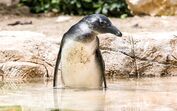 Nasceu uma nova cria de pinguim-do-cabo no Zoo de Lisboa! Pertence à 10.ª geração