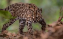 Felino Leopardus tilcayo, ou Tilcayo, na Bolívia