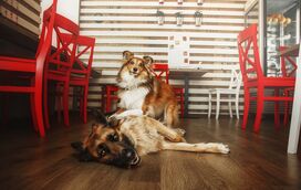 Quer fazer planos com o seu amigo de quatro patas? A 'Pets Over Norms' reúne locais pet-friendly de Norte a Sul do País