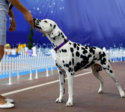 Exposições caninas de nível internacional chegam a Lagos! Saiba tudo sobre as 'Algarve Night Dog Shows'
