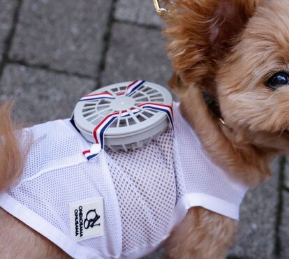Parece loucura, mas funciona: a nova roupa tecnológica para cães que traz ventoinhas incluídas