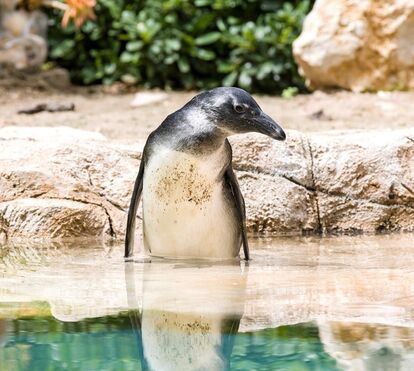 A nova estrela de Lisboa: nasceu uma bebé pinguim-do-cabo e traz uma mensagem de esperança ao Jardim Zoológico