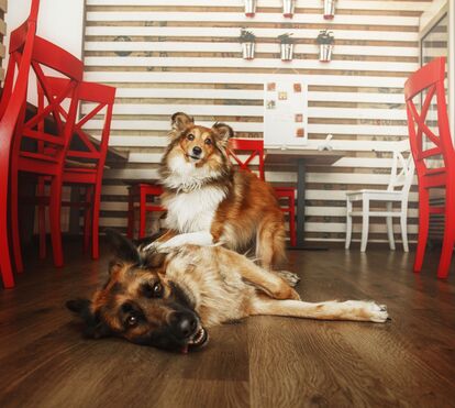 Quer fazer planos com o seu amigo de quatro patas? A 'Pets Over Norms' reúne locais pet-friendly de Norte a Sul do País