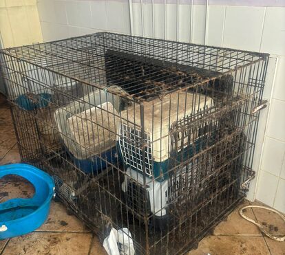Animais encontrados subnutridos e vítimas de maus-tratos. GNR resgata quatro cães e nove gatos em condições míseras