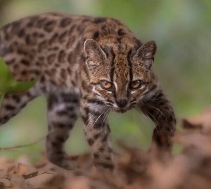 Ciência descobre nova espécie de felino graças a um animal resgatado na Bolívia