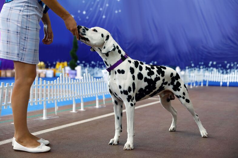 É fã de concursos caninos? O Algarve vai receber a 6.ª Exposição Canina Nacional