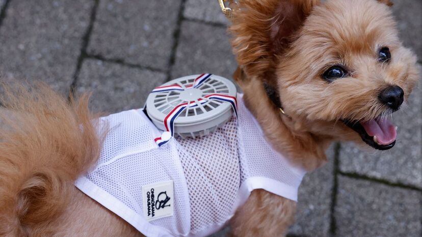 Fatos com ar condicionado? No Japão, os casacos com ventoinha estão a conquistar os donos de cães