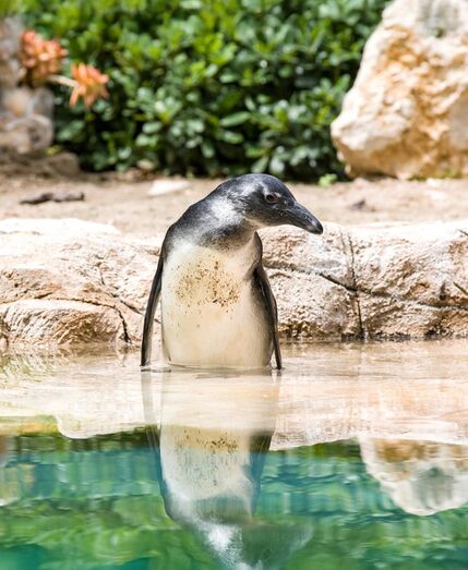 Nasceu uma nova cria de pinguim-do-cabo no Zoo de Lisboa! Pertence à 10.ª geração