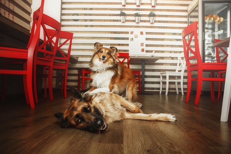 Não sabe onde pode levar o seu cão? A "Pets Over Norms" reúne locais pet-friendly de Norte a Sul do país