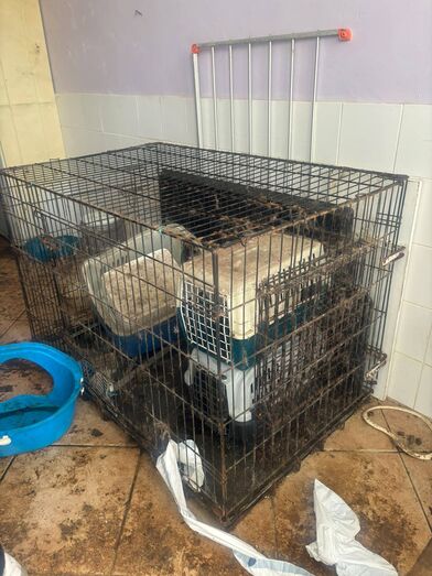 GNR resgata quatro cães e nove gatos resgatados de condições de extrema negligência