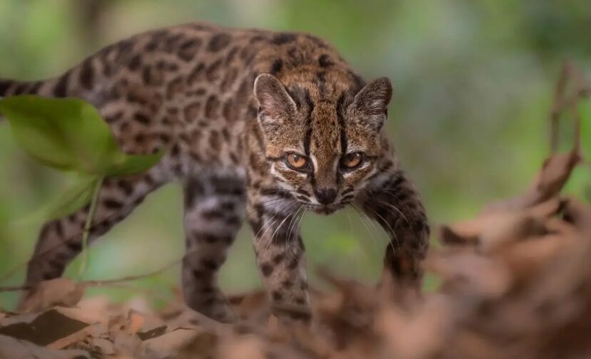 Felino Leopardus tilcayo, ou Tilcayo, na Bolívia